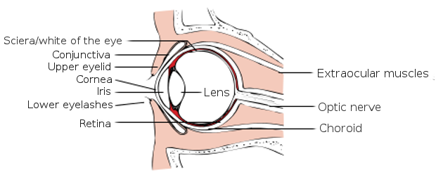 Diagram of the eye.